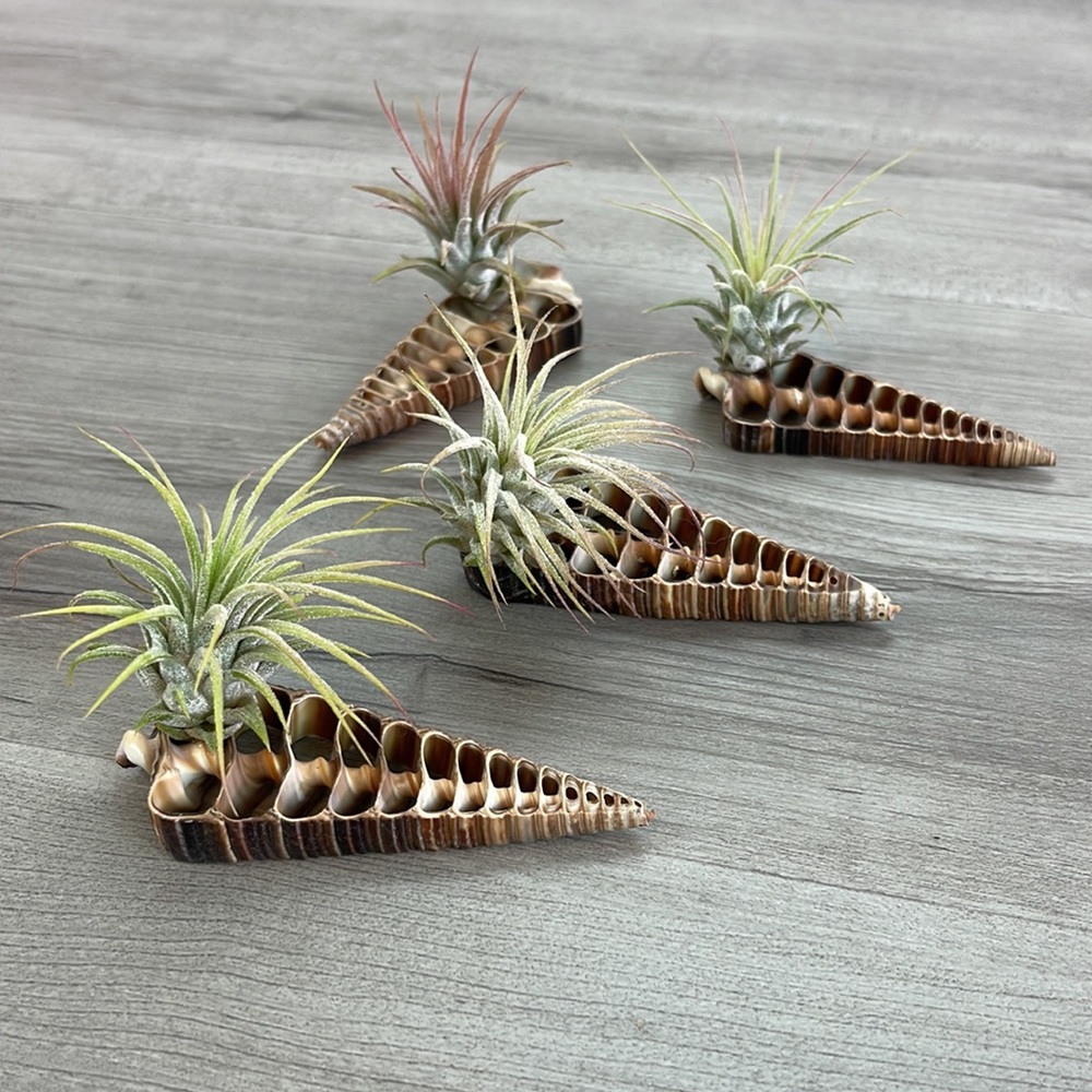 🔆AIR PLANT BUDDY🔆 WITH REAL SEA SHELL HAND MADE AND UNIQUE - Picture 7 of 13